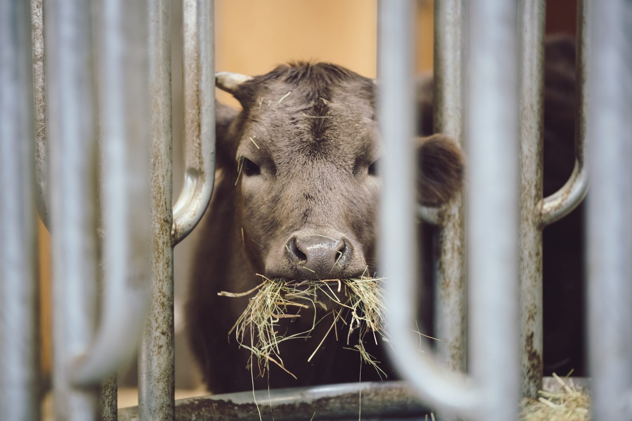 Enthüllt: Österreich lässt schwangere Kühe auf tagelangen Tiertransporten leiden
