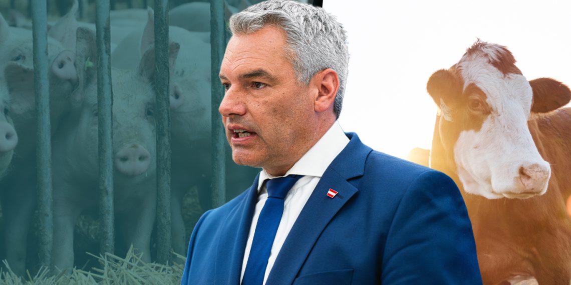 ÖVP gegen Tiere: Für umweltschädliche Tierfabriken, Vollspaltenböden und Tiertransporte