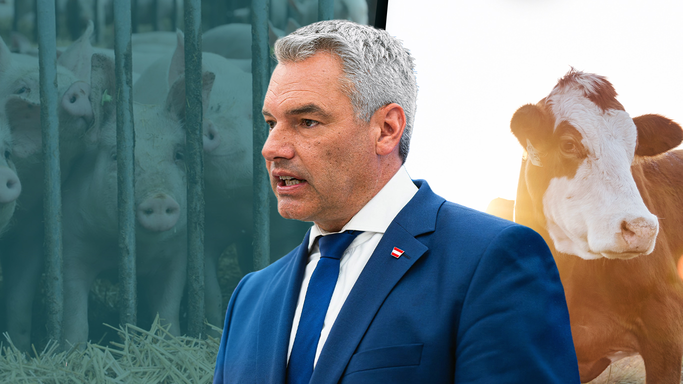 ÖVP gegen Tiere: Für umweltschädliche Tierfabriken, Vollspaltenböden und Tiertransporte