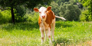 Milchlobby verdrängt Kleinbauern & lässt Tiere leiden