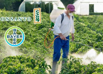 Monsanto, bzw. Bayer AG vermarkten Pflanzengift und Gentechnik (Unsplash+ / Bayer / Monsanto)