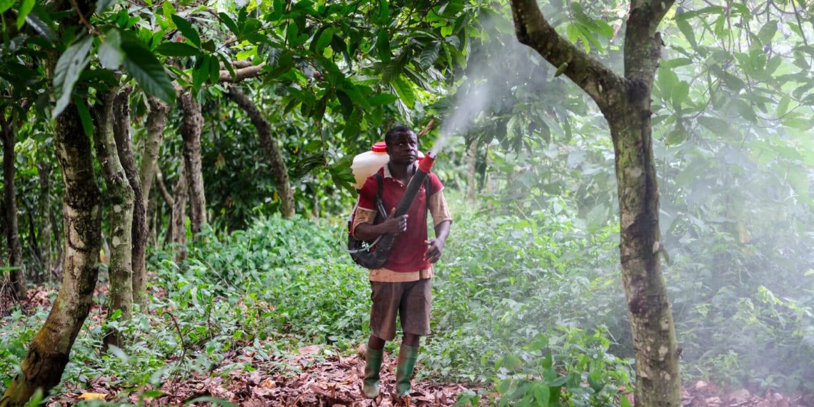 Kakao Plantage Lindt Ghana 1_Francis Kokoroko zVg