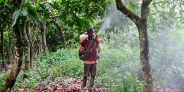 Kakao Plantage Lindt Ghana 1_Francis Kokoroko zVg