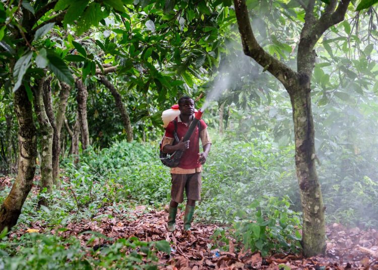 Kakao Plantage Lindt Ghana 1_Francis Kokoroko zVg