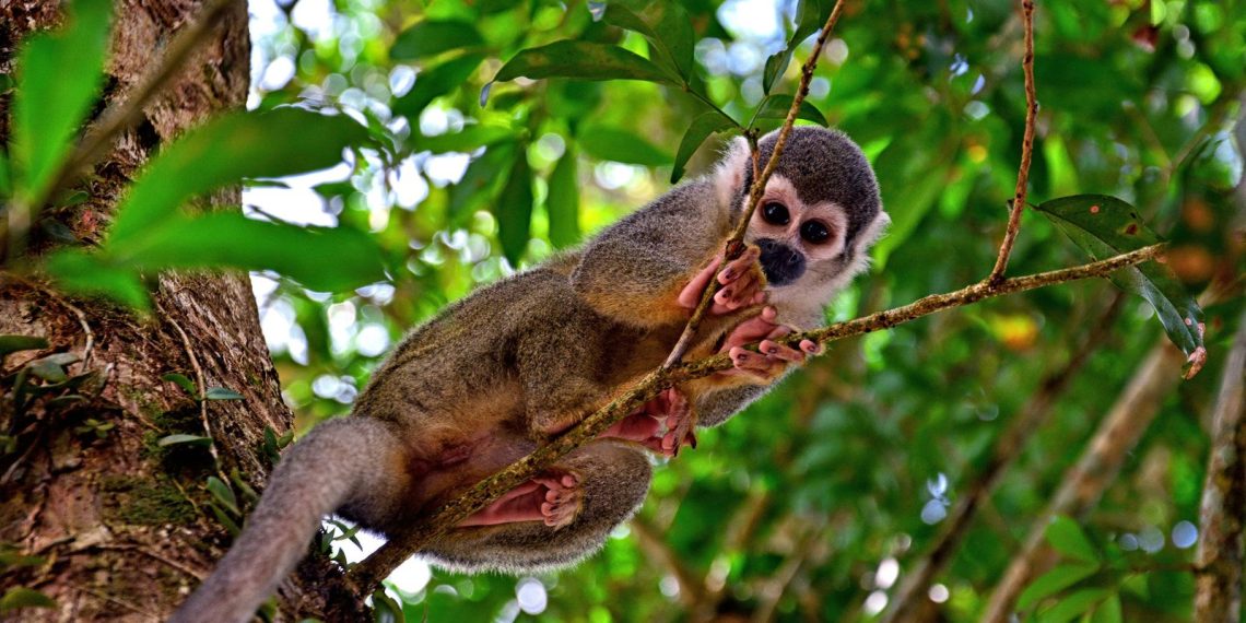 Regenwald-Erholung gelingt schneller als gedacht, zeigt Studie der TU Darmstadt. (Foto: Unsplash)