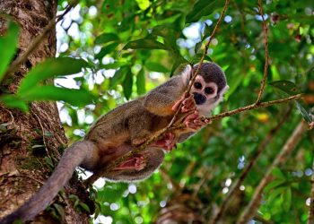 Regenwald-Erholung gelingt schneller als gedacht, zeigt Studie der TU Darmstadt. (Foto: Unsplash)