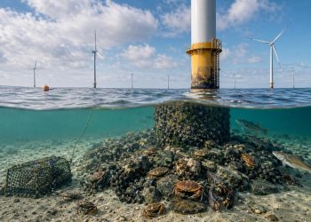 Windparks ermöglichen neue Lebensräume und nachhaltigen Fischfang. (Foto: Kontrast.at)