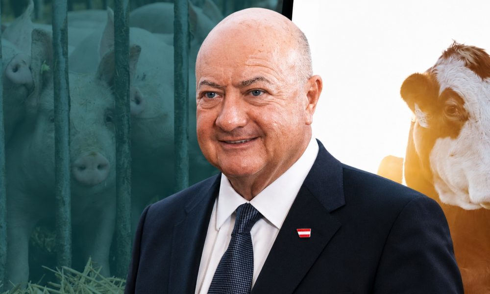 ÖVP und Tierschutz in Österreich: ÖVP-Bundeskanzler vor Schweinen in einem Stall mit Vollspaltenboden und einem Rind – Symbolbild zu Tierfabriken, Tiertransporten und der Tierschutzpolitik der ÖVP.
