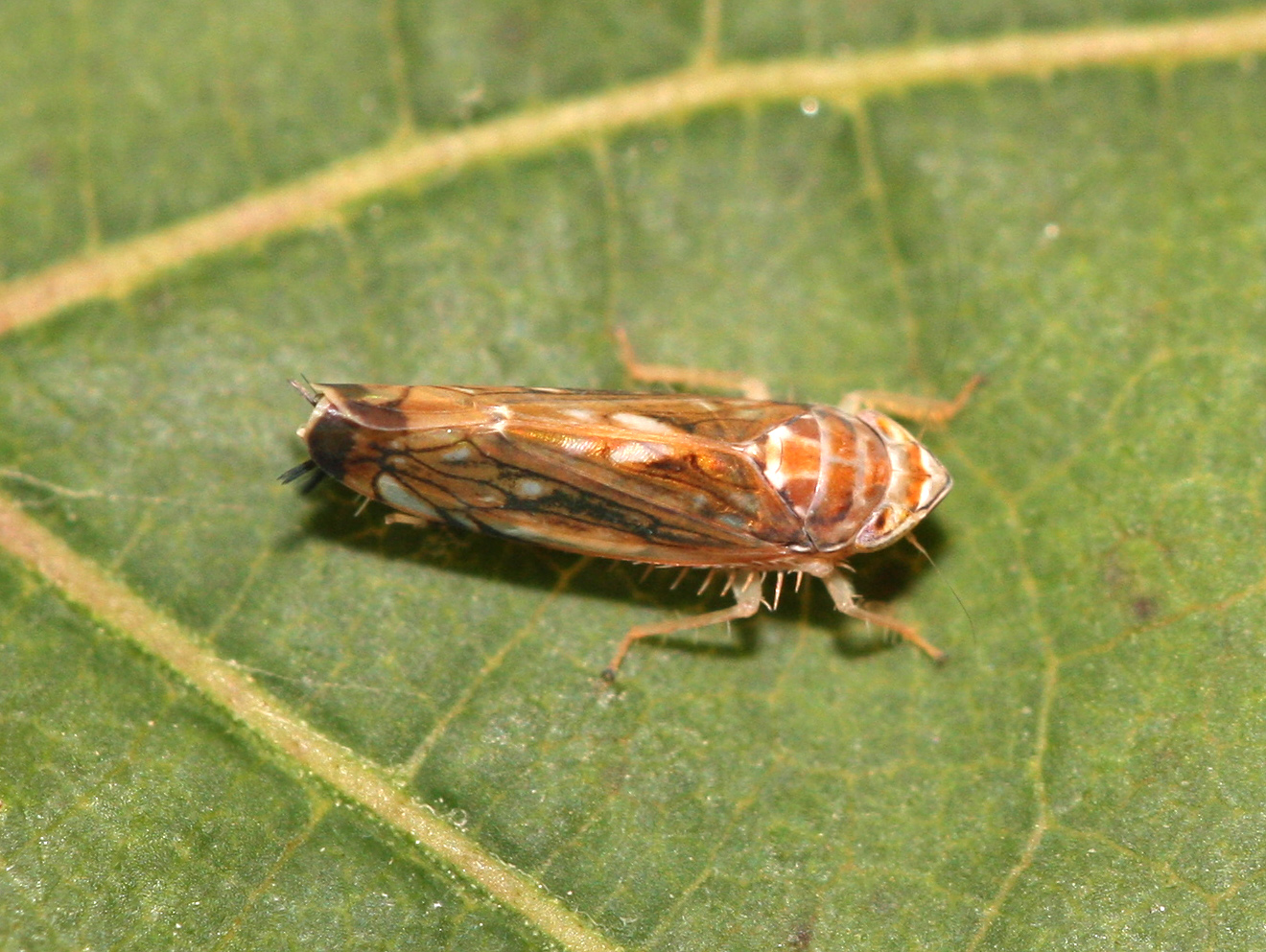 Die Rebzikade ernährt sich vom Pflanzensaft aus Weinreben. Sie wird etwa 5 mm groß und überträgt die Pflanzenkrankheit Goldgelbe Vergilbung. Die EU stuft den Erreger aufgrund seines hohen wirtschaftlichen Schadpotenzials als Quarantäneschaderreger ein. (Foto: Yerpo/Wikipedia/CC BY-SA 3.0)