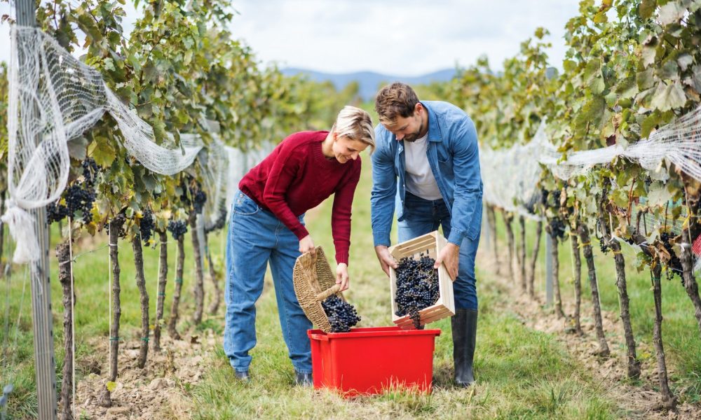 Steuermillionen im Weinkeller: So viel Steuergeld steckt Österreich in seinen Wein