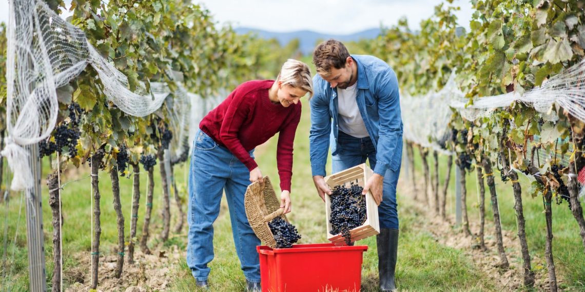 Steuermillionen im Weinkeller: So viel Steuergeld steckt Österreich in seinen Wein