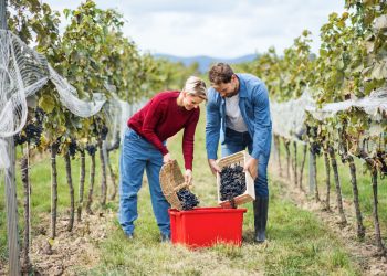 Steuermillionen im Weinkeller: So viel Steuergeld steckt Österreich in seinen Wein